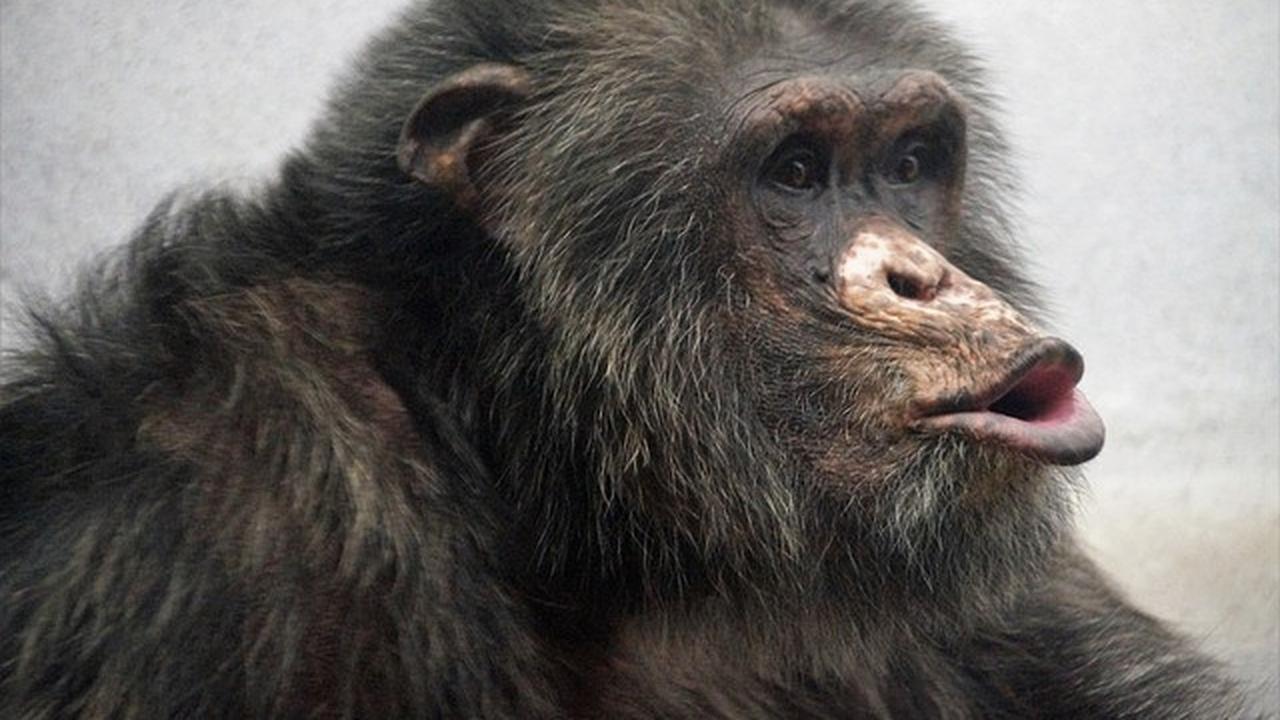 Mengenal Hewan Chimpanzee: Spesies Primata yang Cerdas dan Sosial
