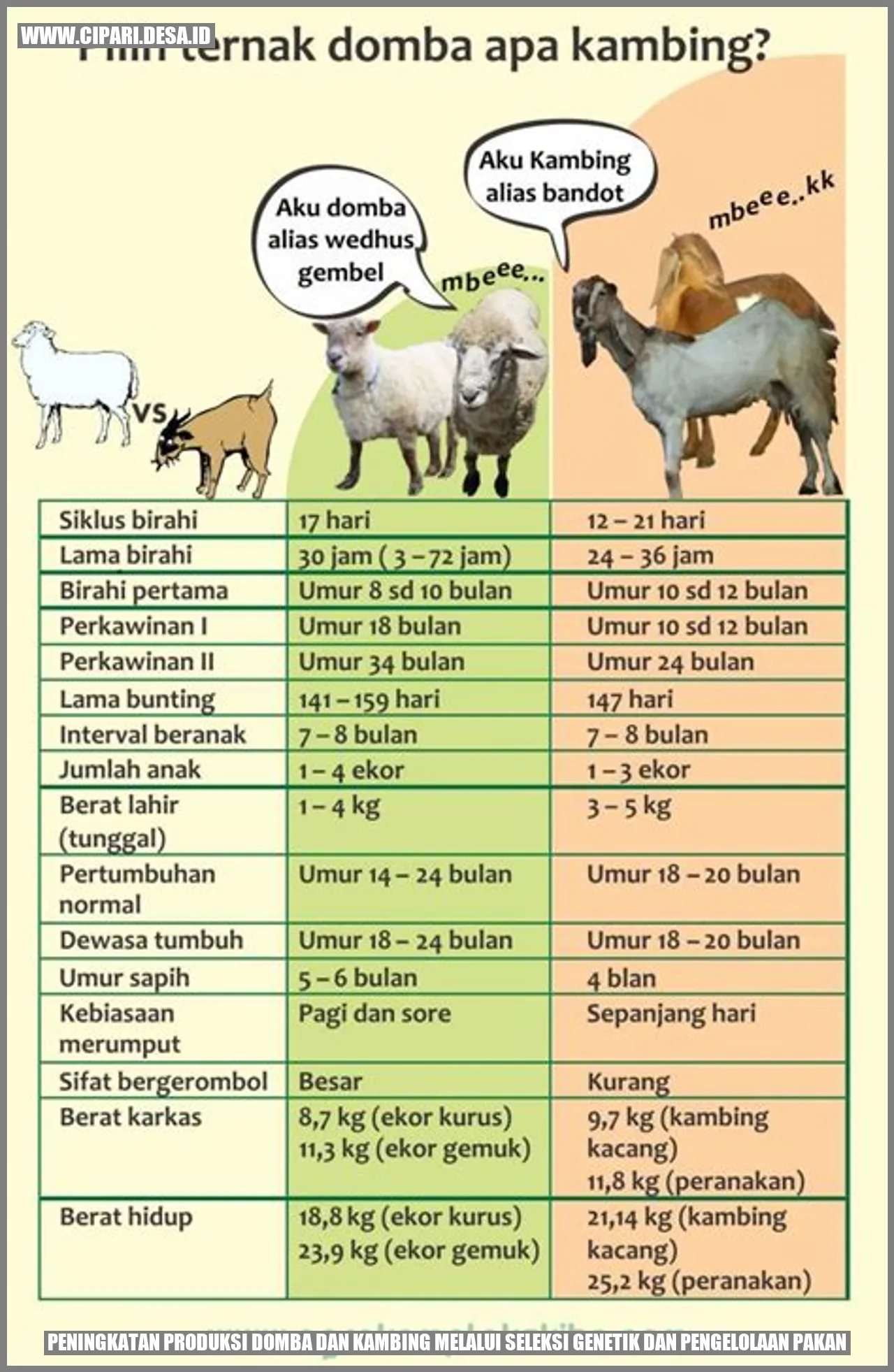 Mengenal Hewan Domba: Karakteristik dan Peranannya dalam Kehidupan