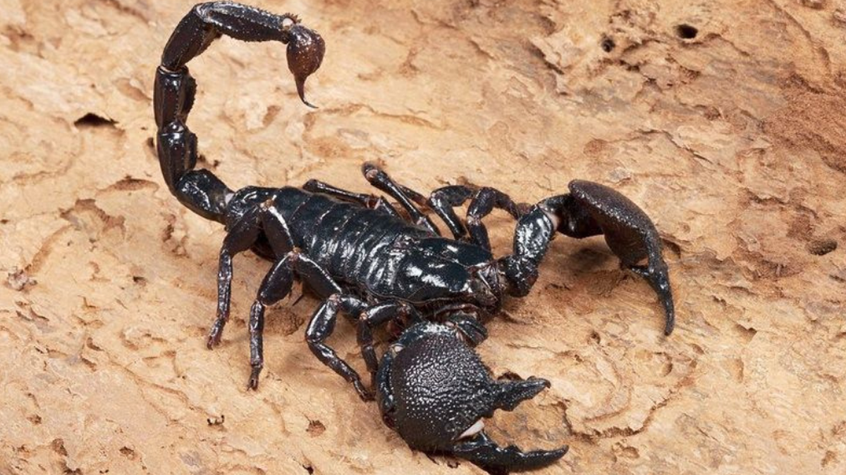 Mengenal Hewan Kalajengking: Ciri, Habitat, dan Peranannya