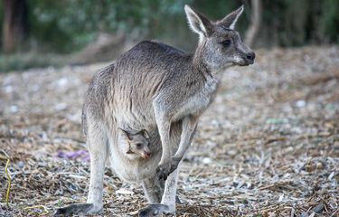 Mengenal Hewan Kanguru: Mamalia Berkantung dari Australia