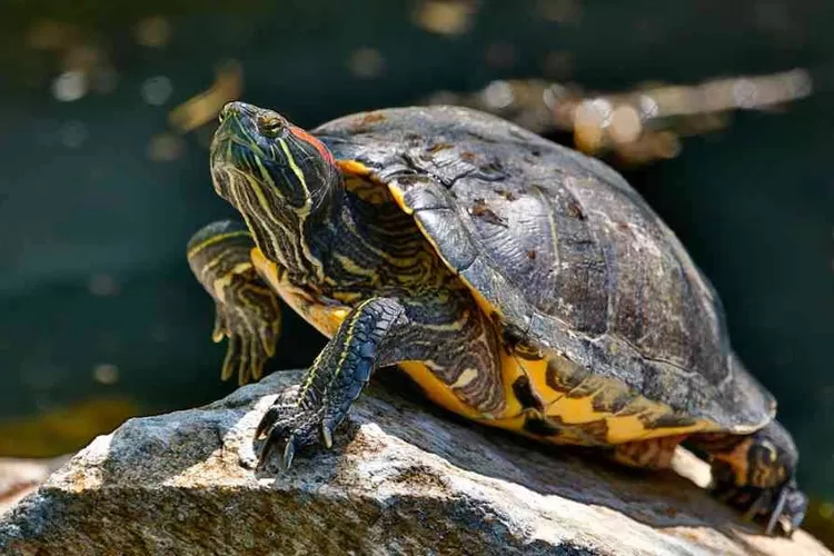 Mengenal Hewan Kura-kura Air Tawar dan Ciri-cirinya