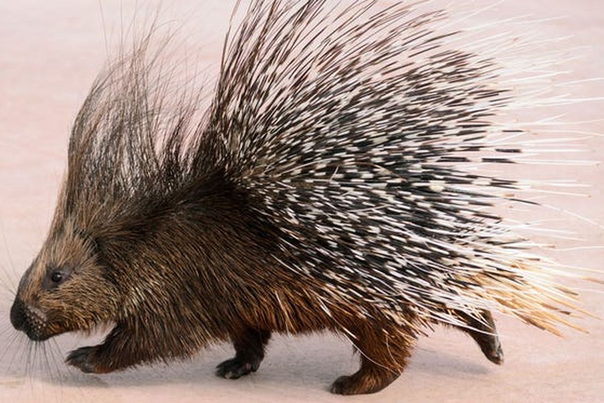 Mengenal Hewan Landak: Ciri, Habitat, dan Keunikan Satwa Landak
