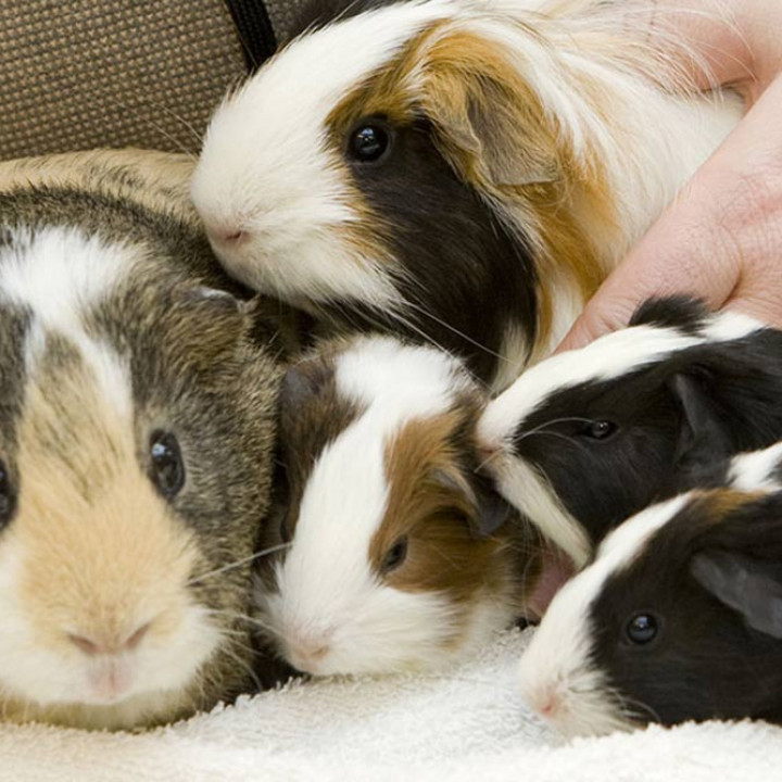 Mengenal Hewan Marmut: Karakteristik dan Perawatan yang Tepat