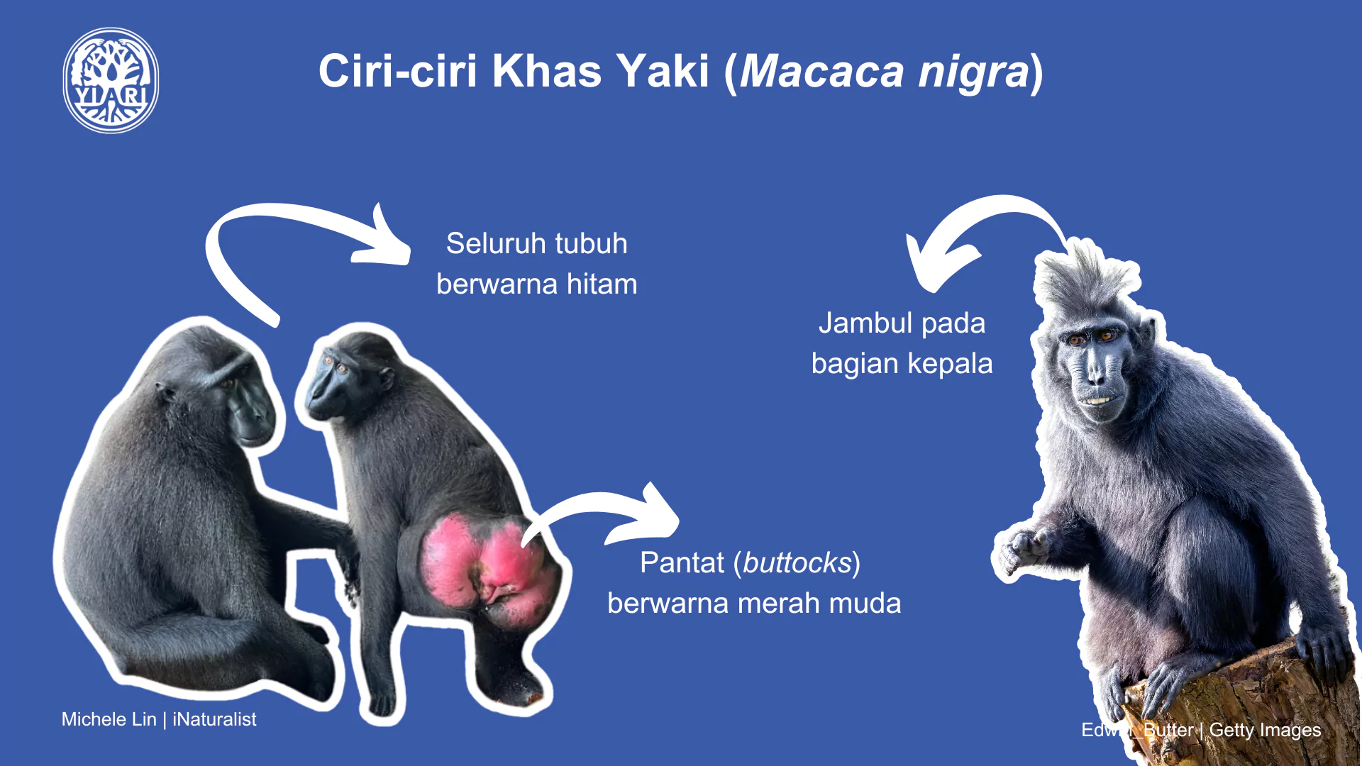 Mengenal Hewan Monyet: Karakteristik dan Keanekaragaman Spesies