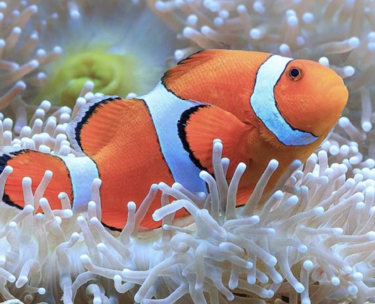 Mengenal Lebih Dekat Hewan Ikan Nemo dan Keunikannya
