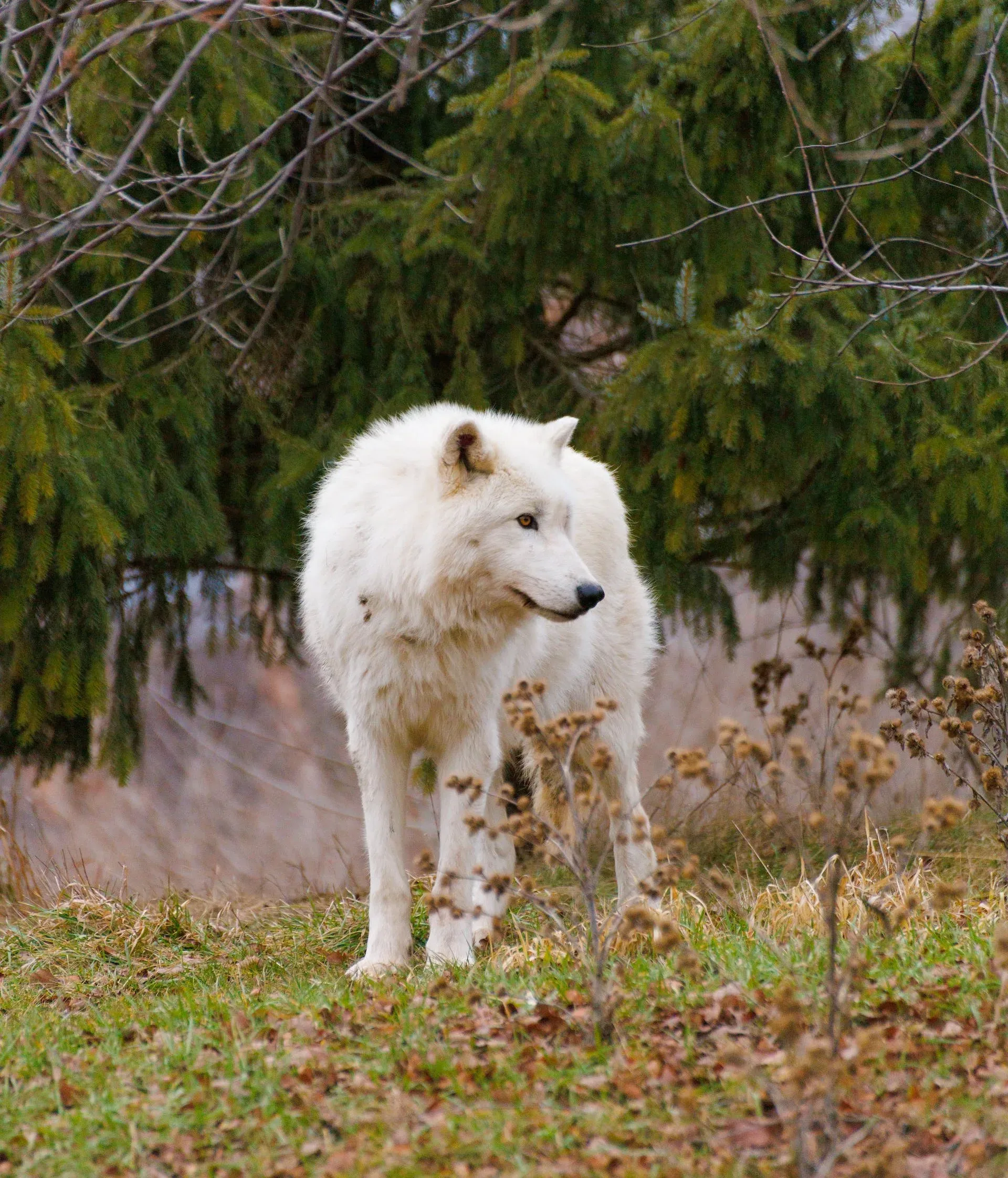 Serigala: Hewan Karnivora yang Berperan Penting di Ekosistem