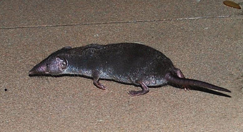 Hewan Cecurut: Mengenal Satwa Unik dari Indonesia