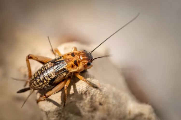 Hewan Jangkrik: Karakteristik, Habitat, dan Peran Ekologis