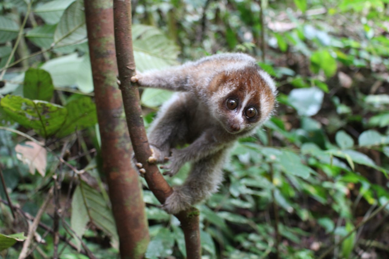 Hewan Kukang Borneo: Keindahan dan Upaya Pelestariannya