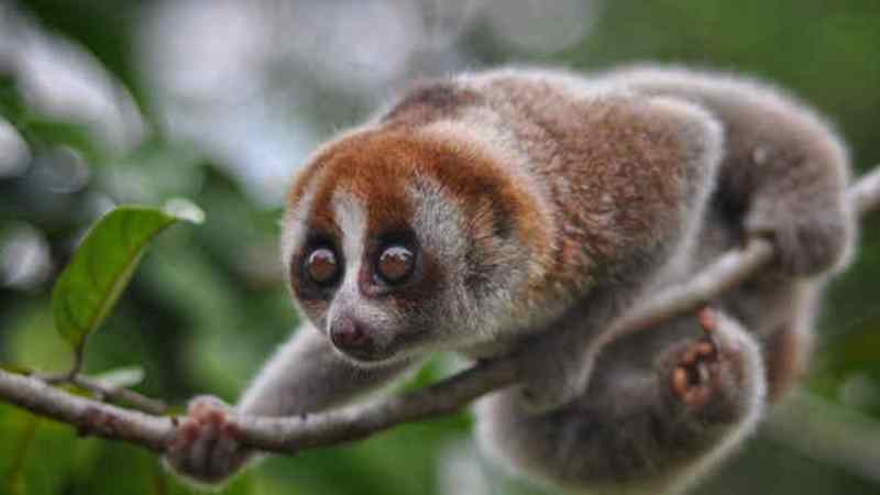 Hewan Kukang Jawa: Satwa Langka dan Penting bagi Ekosistem