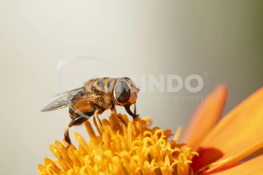 Hewan Tawon: Penjelasan tentang Sosial dan Perannya di Alam