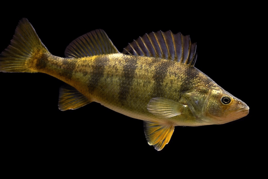 Hewan Yellow Perch: Ikan Air Tawar yang Menarik dan Unik