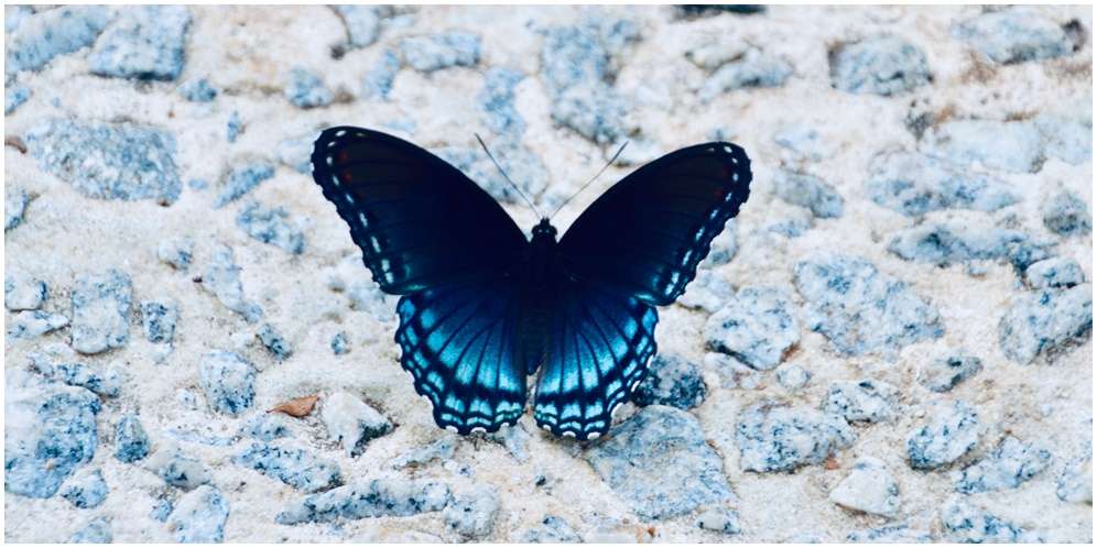 Keindahan dan Peran Hewan Kupu-kupu dalam Ekosistem