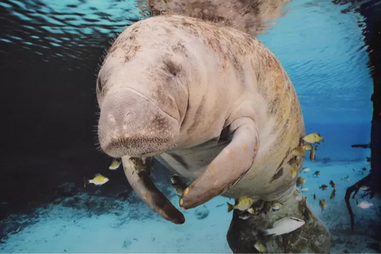 Mengenal Dugong: Mamalia Laut Langka dan Perlindungannya