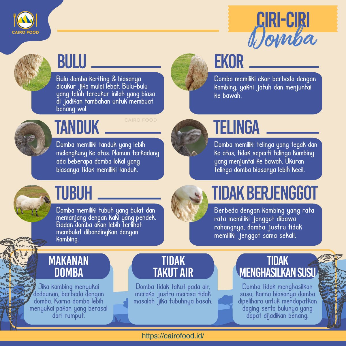 Mengenal Hewan Domba: Ciri, Jenis, dan Peran dalam Kehidupan