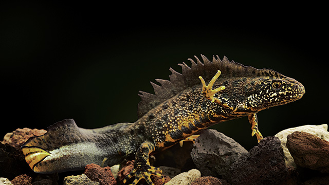 Mengenal Hewan Kadal Air: Spesies, Habitat, dan Karakteristik