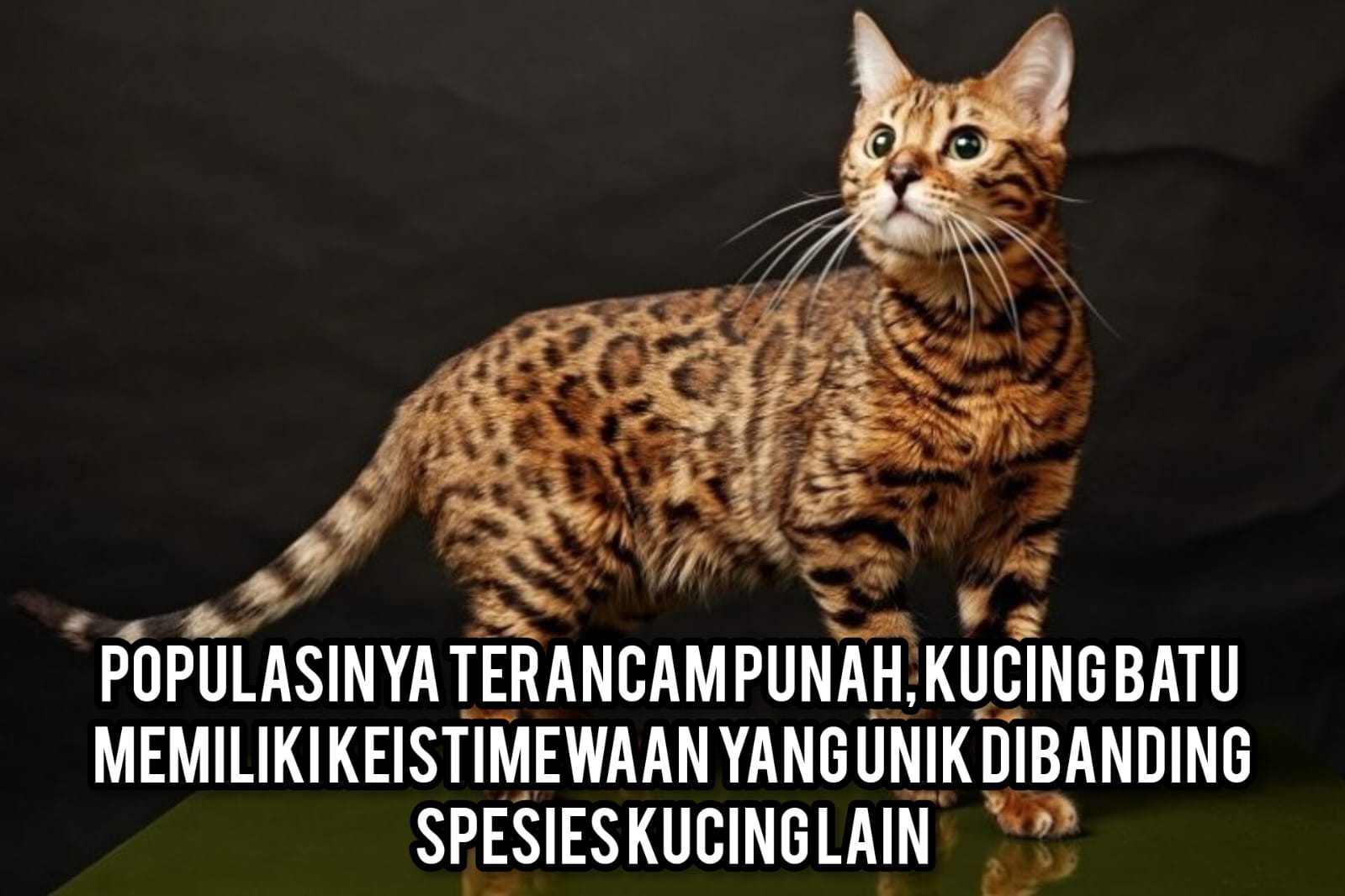 Mengenal Hewan Kucing Batu: Karakteristik dan Keunikan Mereka