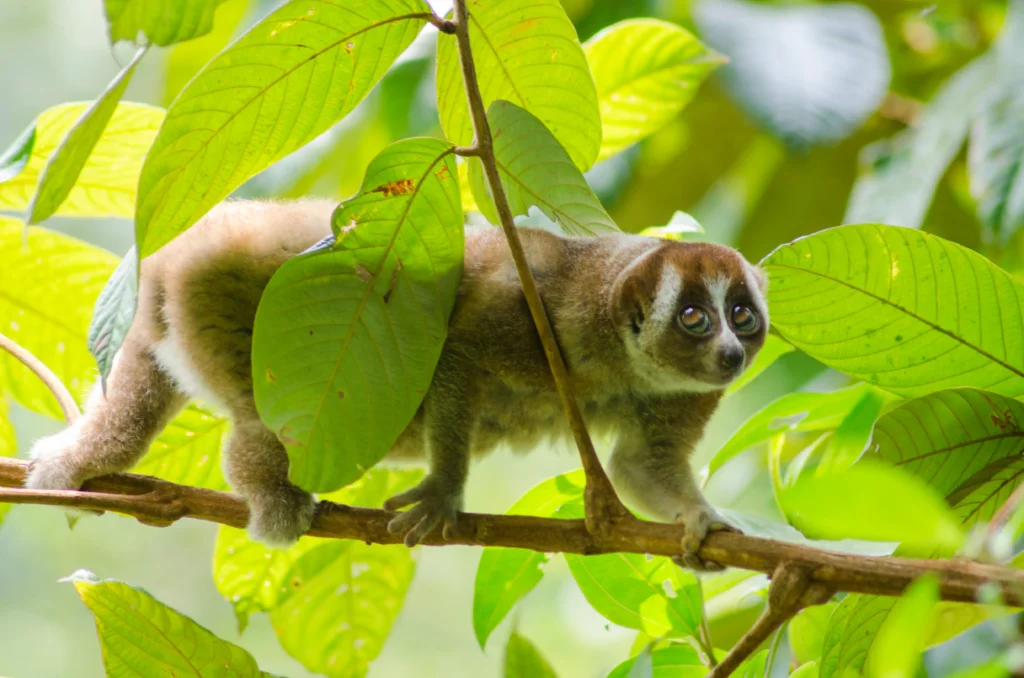 Mengenal Hewan Kukang Besar: Karakteristik dan Keunikan Satwa Langka