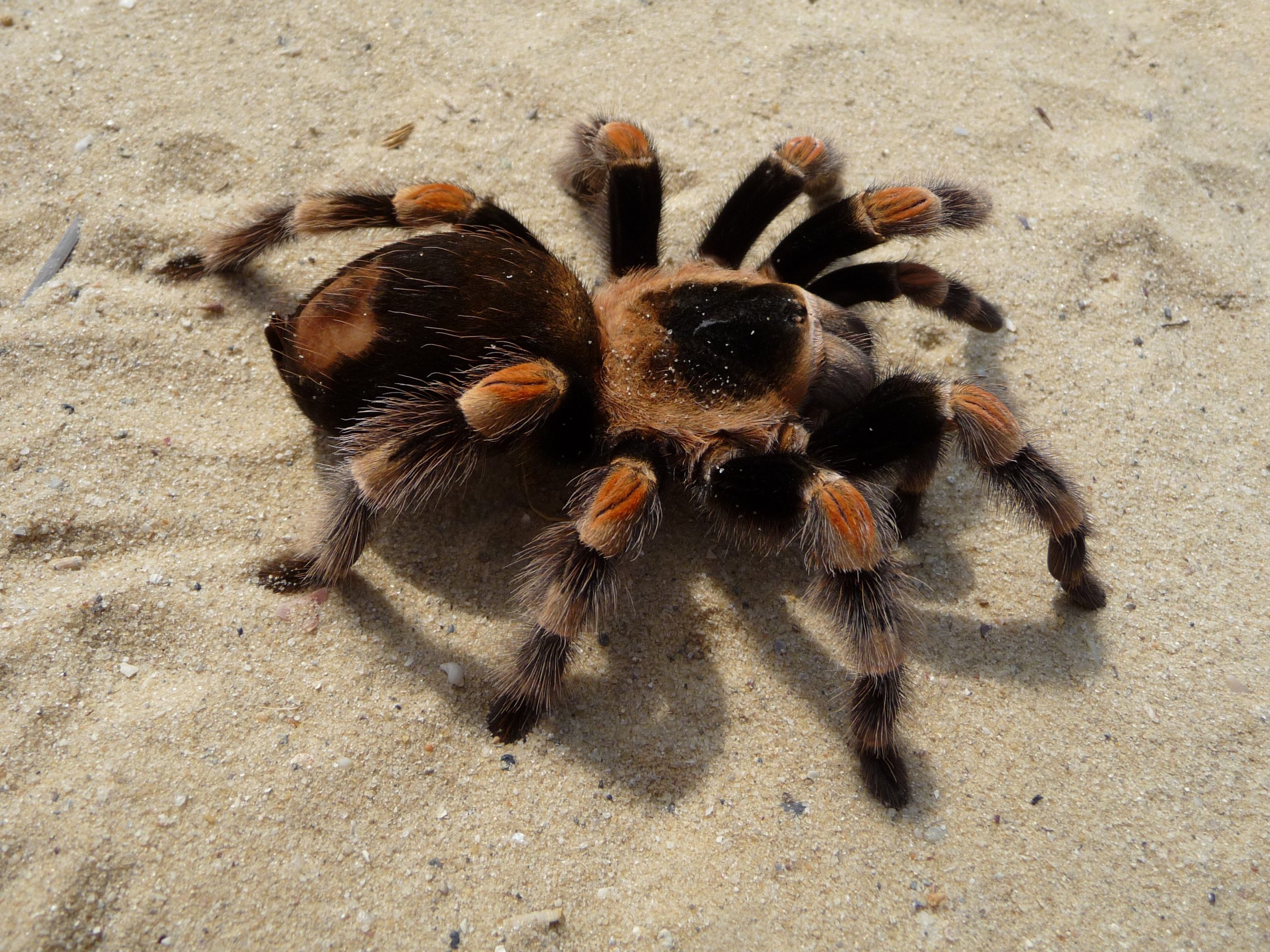 Mengenal Hewan Tarantula: Spesies, Habitat, dan Karakteristik