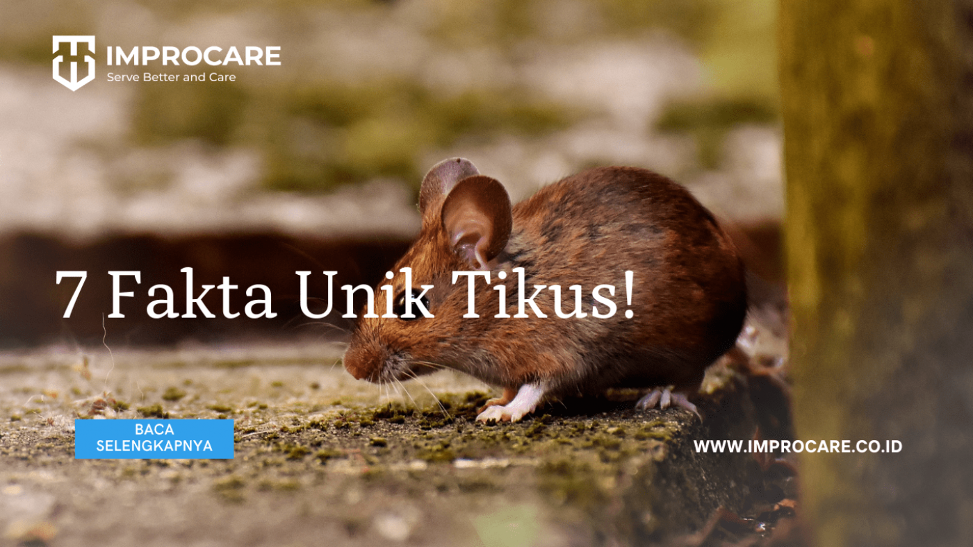 Mengenal Hewan Tikus: Karakteristik dan Peran dalam Ekosistem