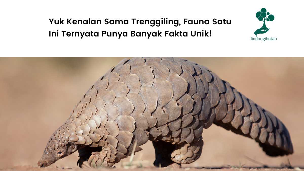 Mengenal Hewan Trenggiling: Karakteristik dan Peran Ekosistem