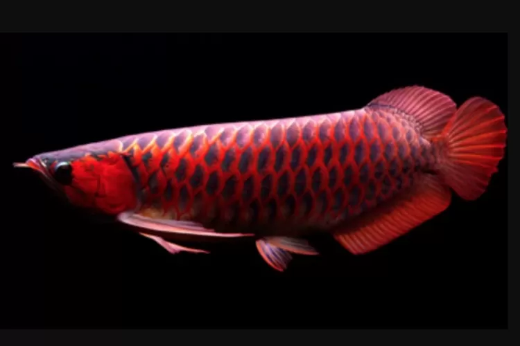 Mengenal Ikan Arwana: Keindahan dan Karakter Uniknya