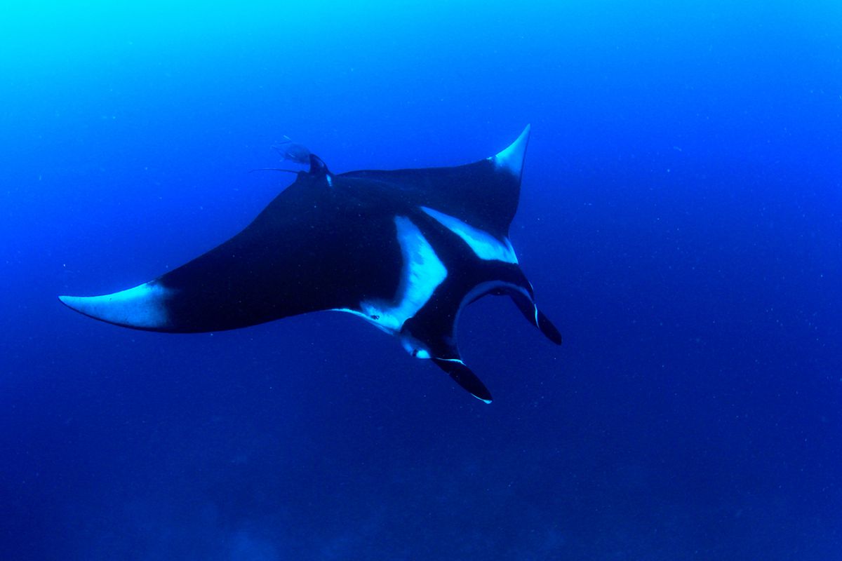 Mengenal Lebih Dekat Ikan Pari: Karakteristik dan Habitatnya
